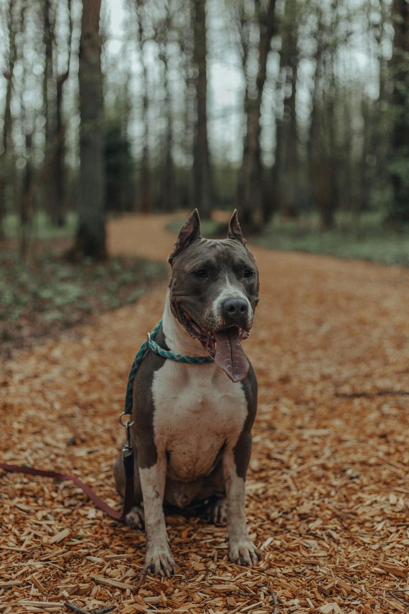 American Staffordshire Terrier