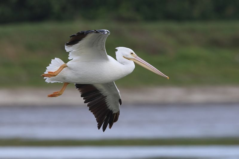 American White Pelican