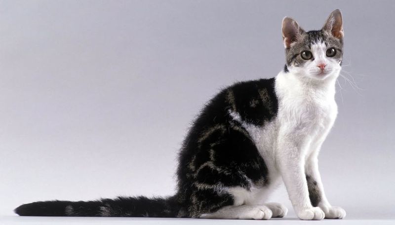 American Wirehair