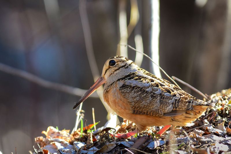 American Woodcock