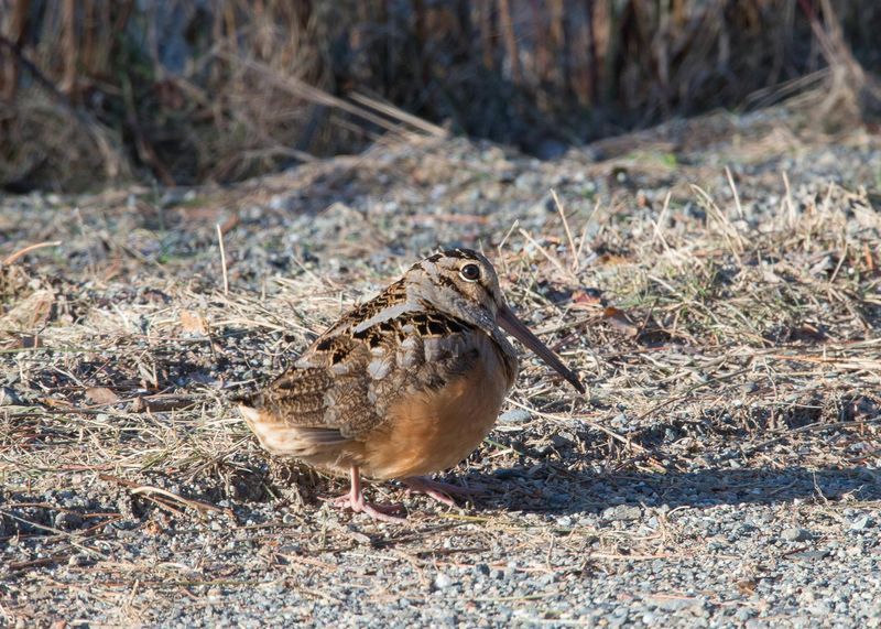 American Woodcock