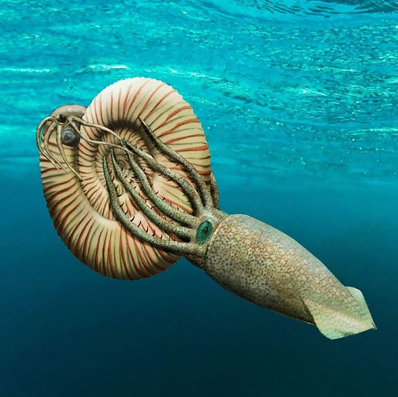 Ammonite