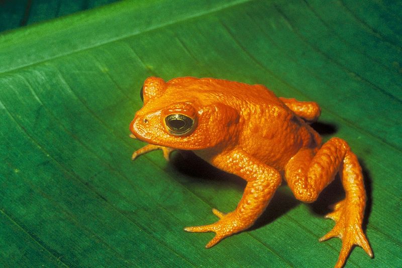 Amphibian Population Declines