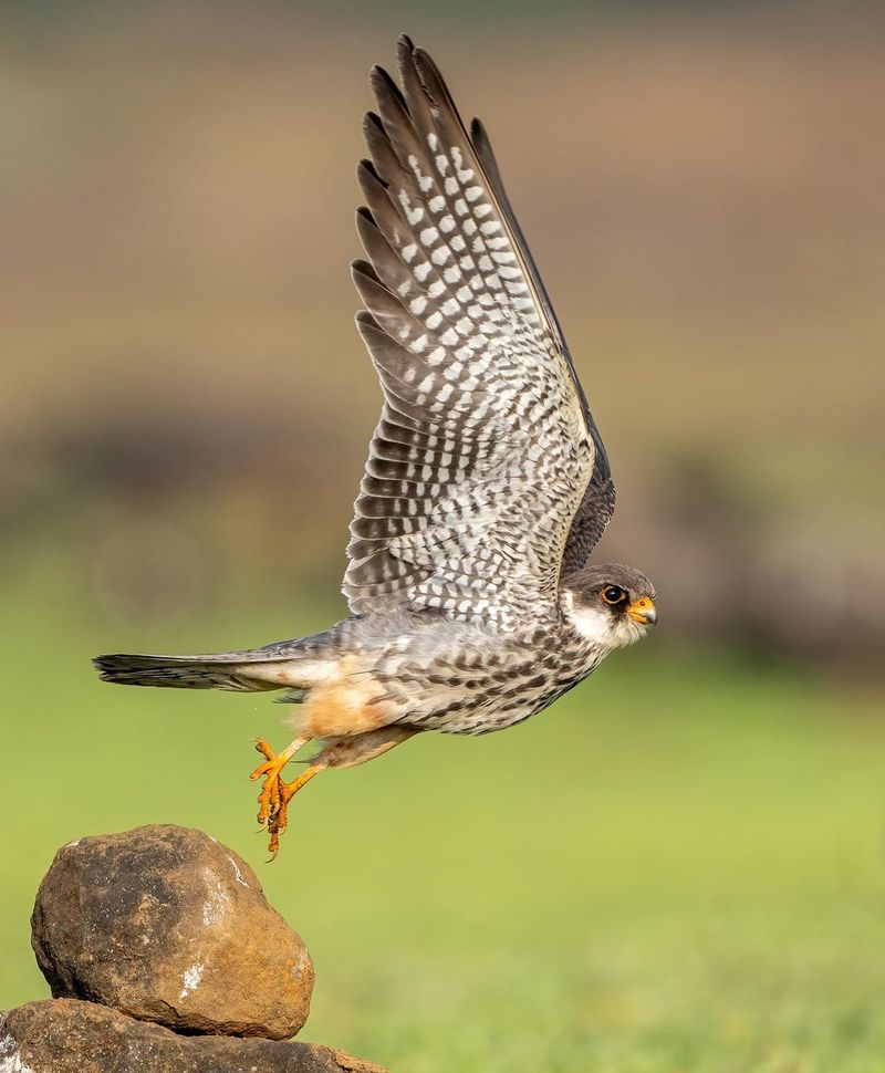 Amur Falcon