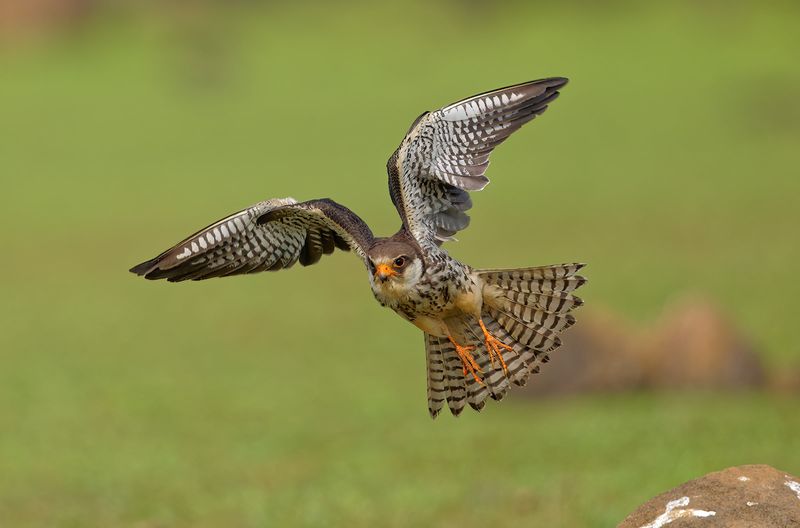 Amur Falcon