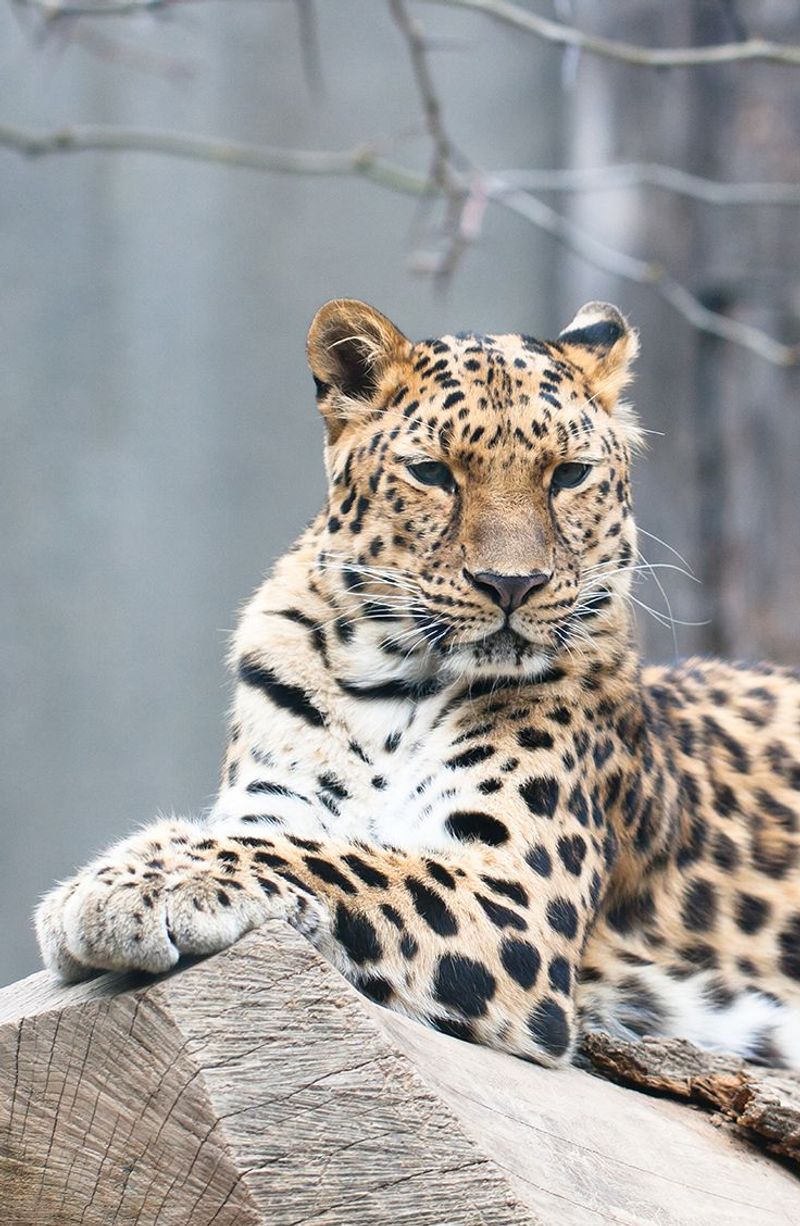 Amur Leopard