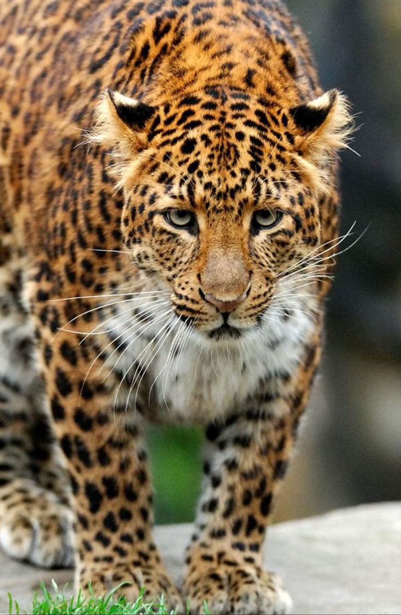 Amur Leopard