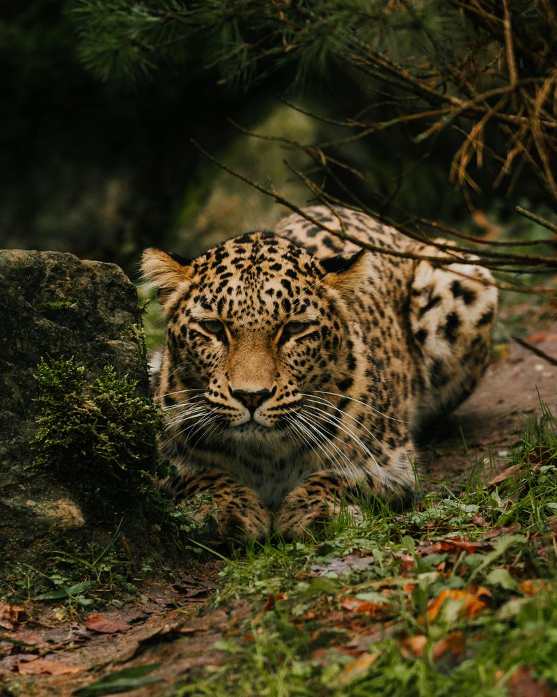 Amur Leopard