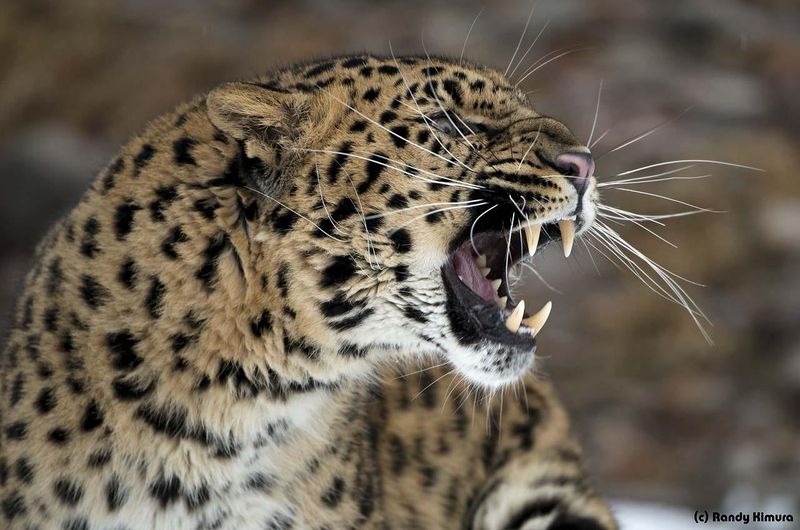 Amur Leopard