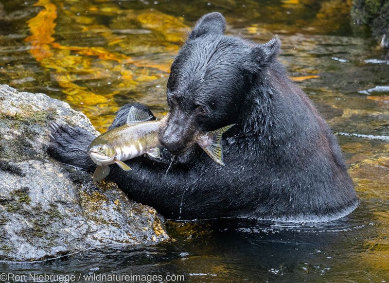 Anan Wildlife Observatory, Alaska