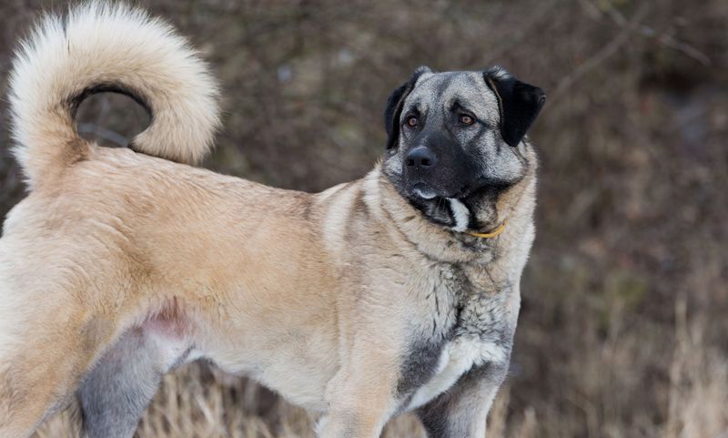 Anatolian Shepherd