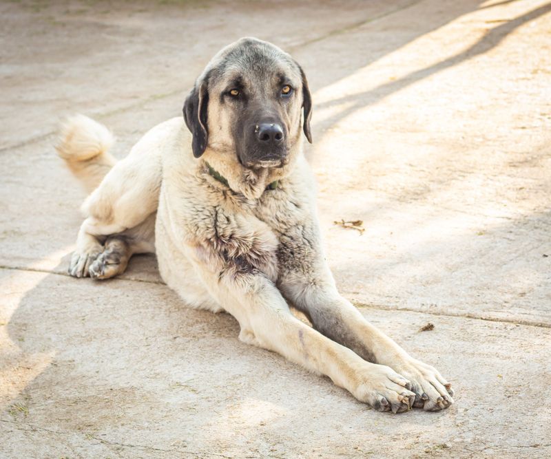 Anatolian Shepherd