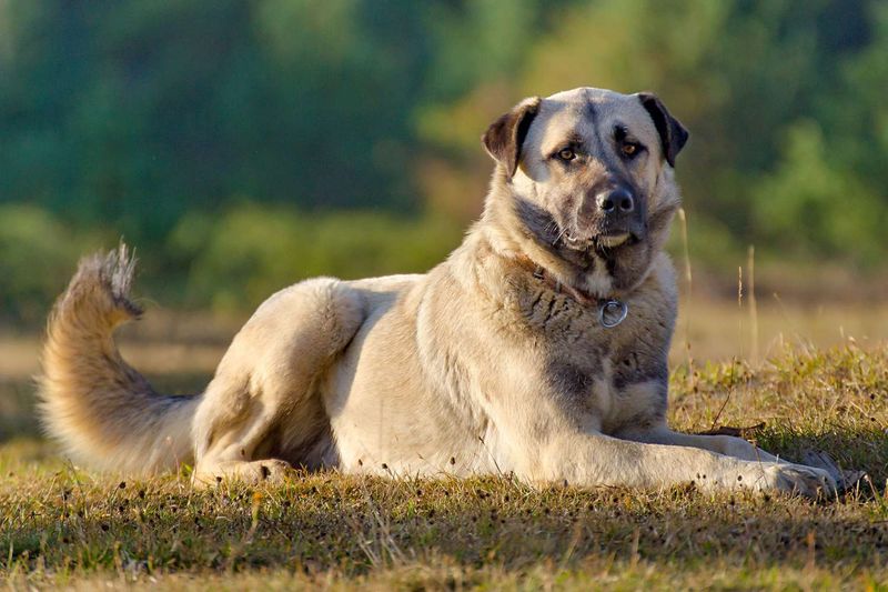 Anatolian Shepherd Dog