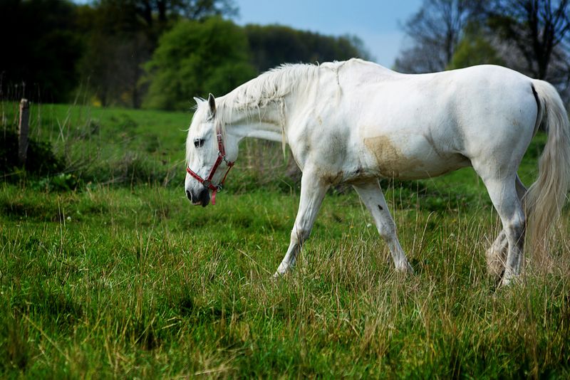 Andalusian