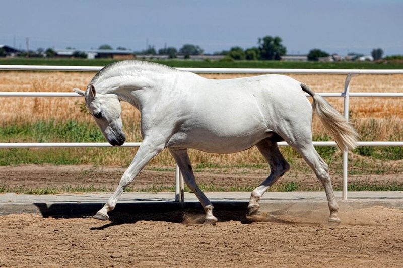 Andalusian