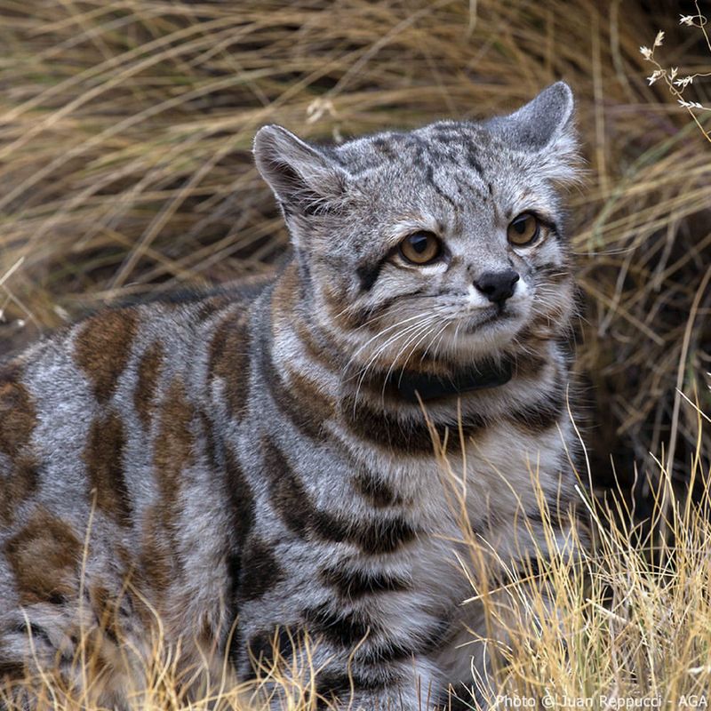 Andean Cat