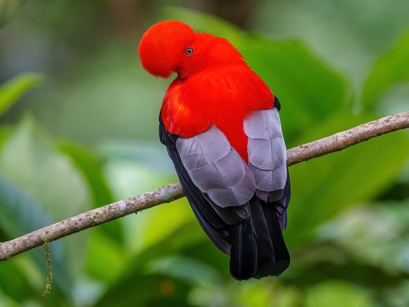 Andean Cock-of-the-rock