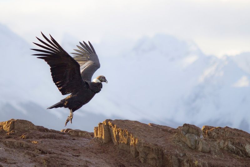 Andean Condor