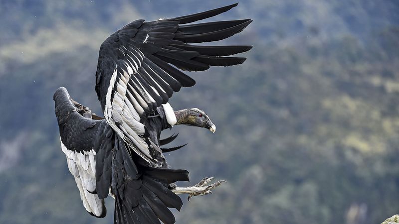 Andean Condor