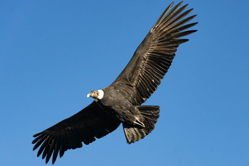 Andean Condor