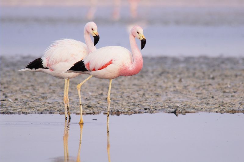 Andean Flamingo