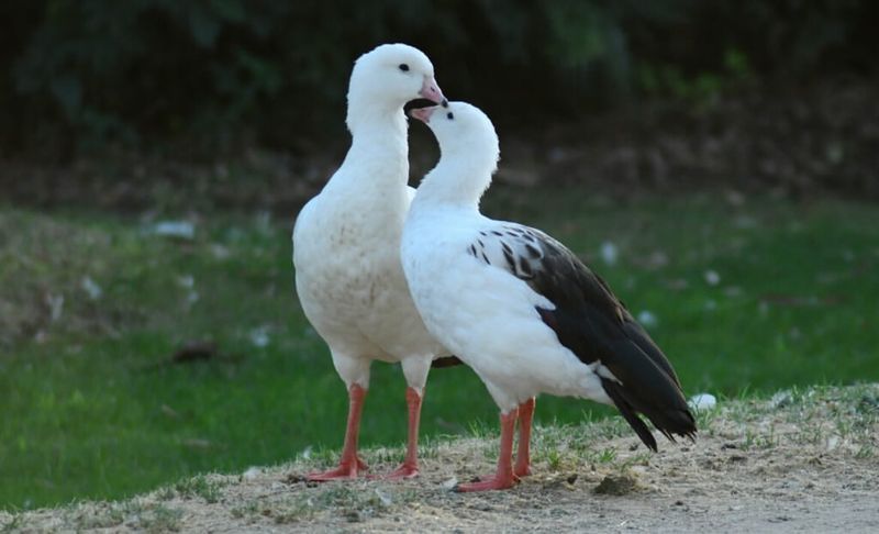 Andean Goose