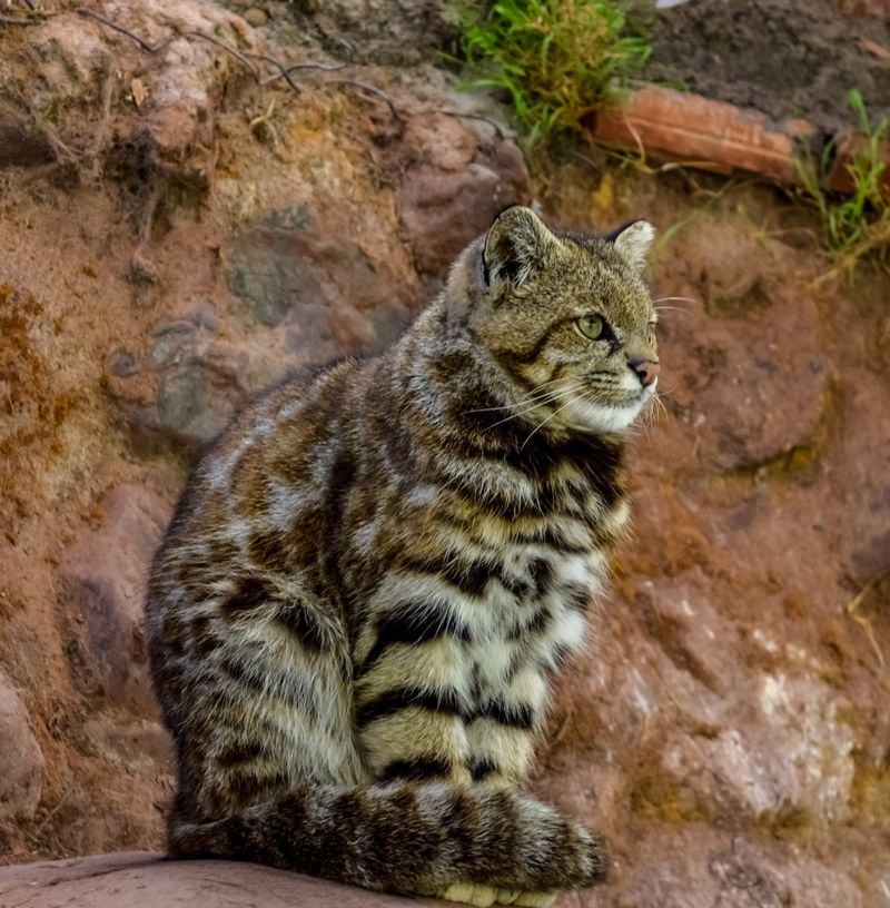 Andean Mountain Cat