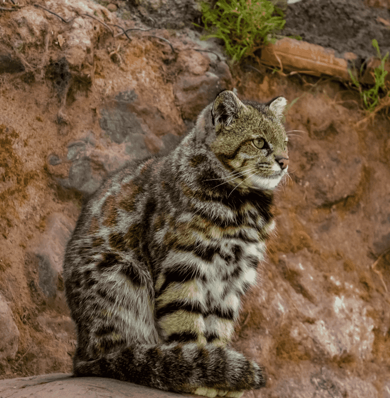 Andean Mountain Cat