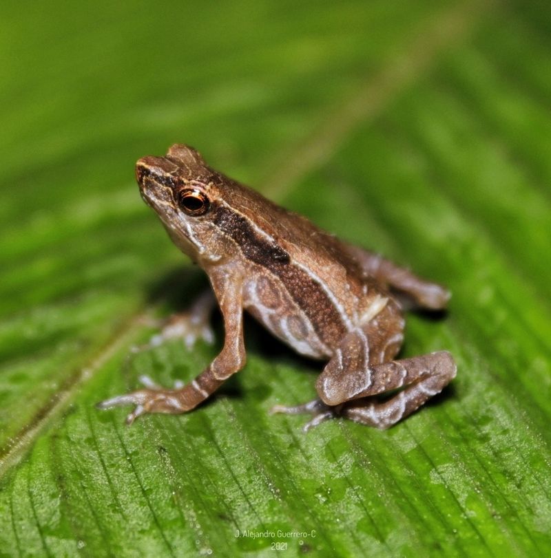 Andean Toad