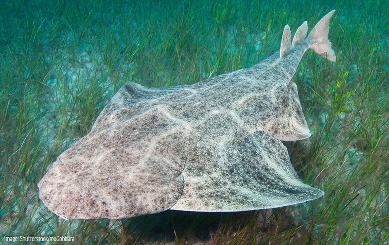 Angel Shark