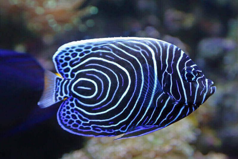 Angelfish