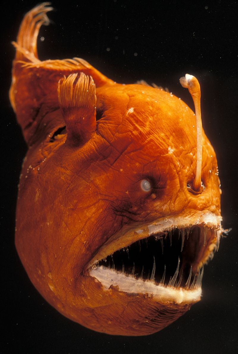 Anglerfish