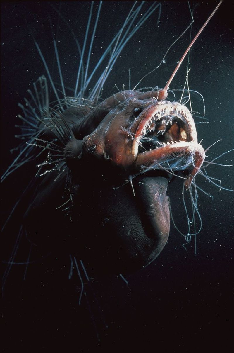 Anglerfish