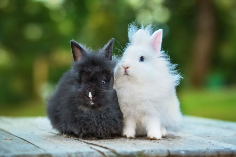 Angora Rabbit