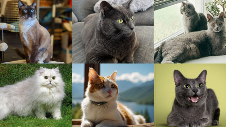 22 Angry & Anti-Social Cat Breeds You May Regret Owning