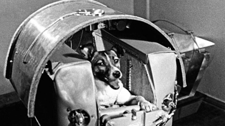 18 Animals That Went to Space (From Fruit Flies to the First Dog)