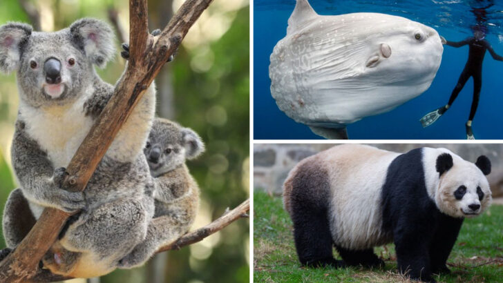 22 Animals with the Most Unusual Diets (Pandas Eating 40 lbs of Bamboo Daily)