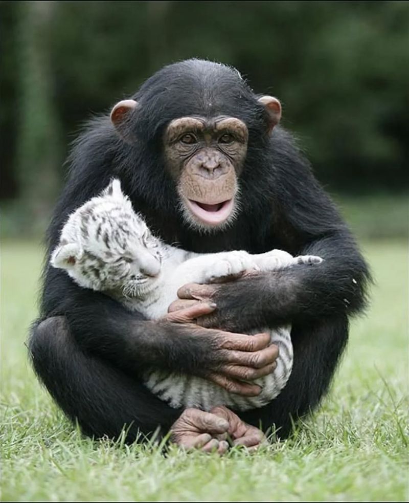 Anjana and the Cubs