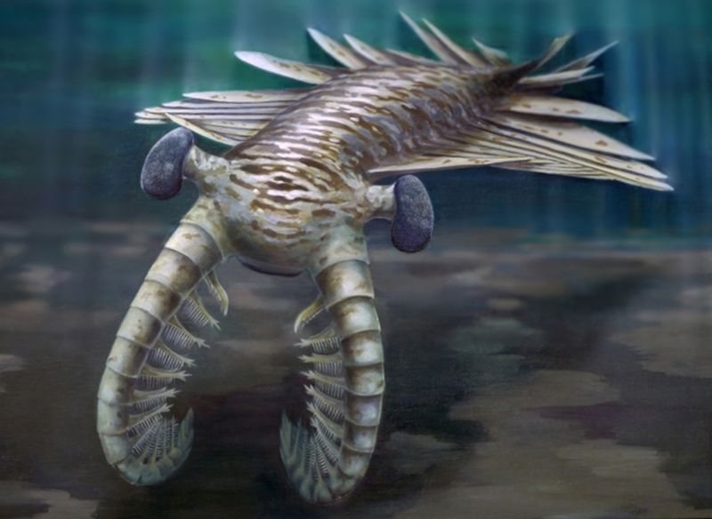 Anomalocaris