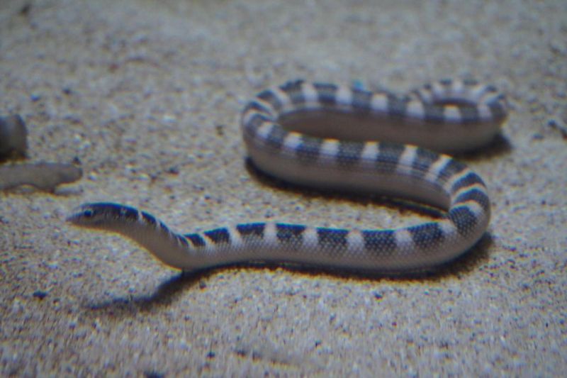 Anomalous Sea Snake