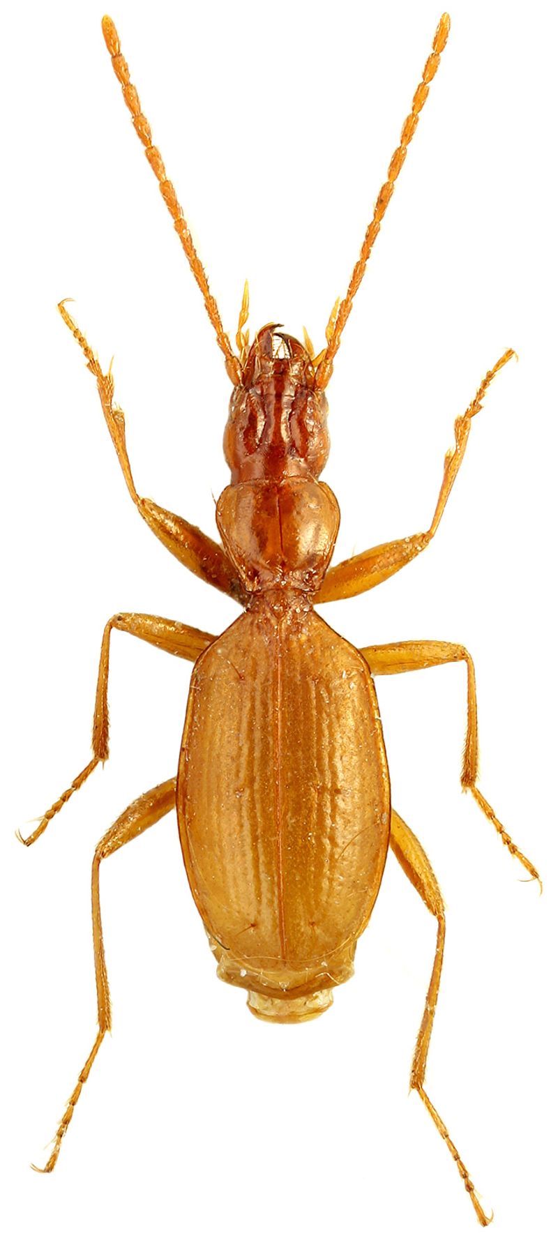 Anophthalmus hitleri