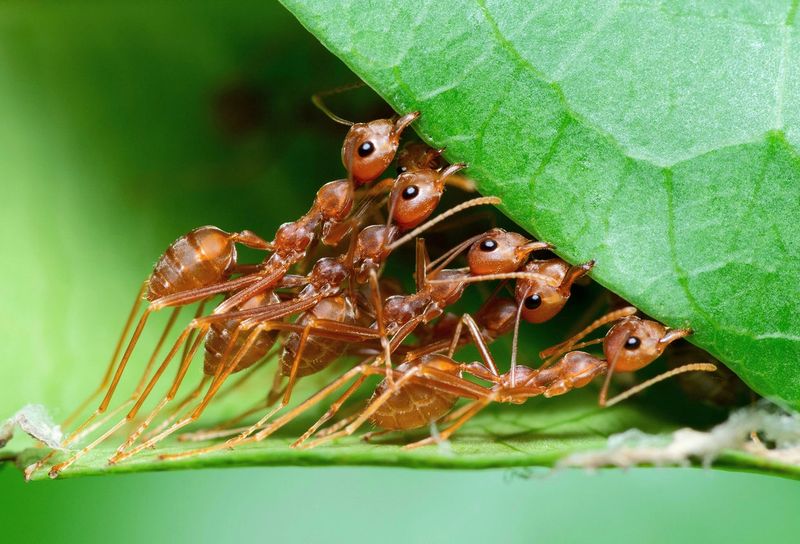 Ant Colony Structure