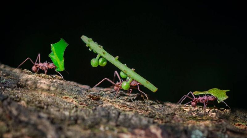 Ants Teaching Route Efficiency