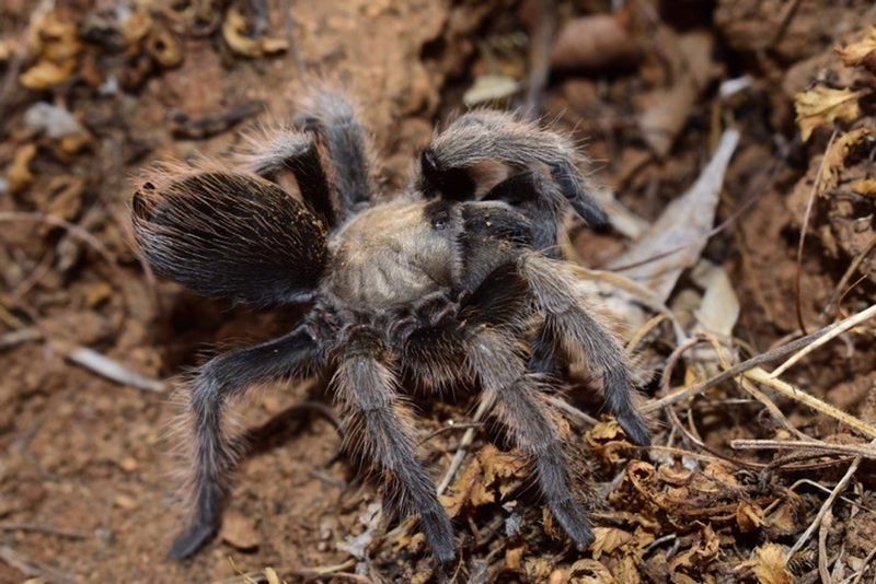 Aphonopelma johnnycashi