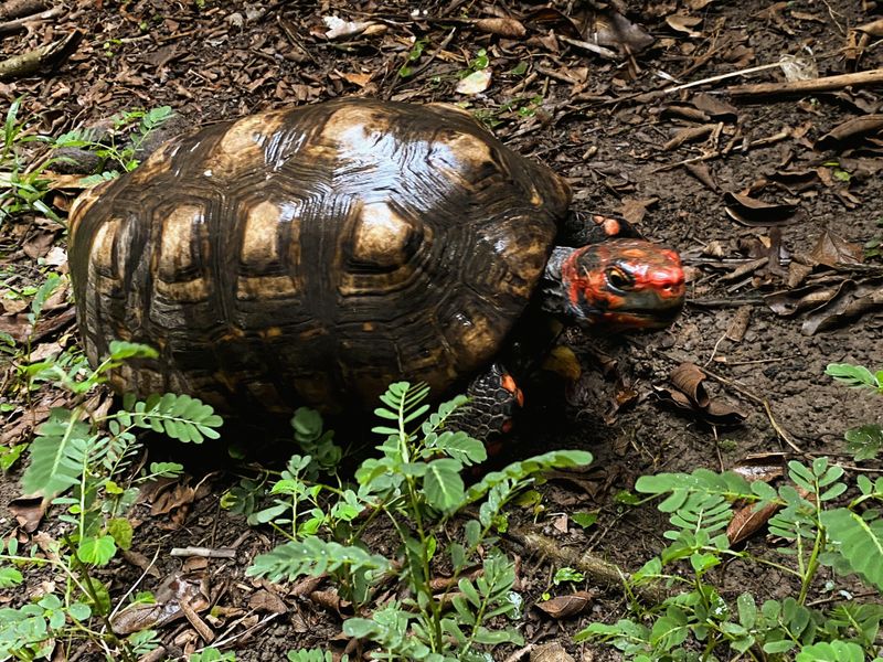 Apollo the Red-footed Tortoise