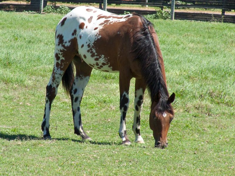 Appaloosa