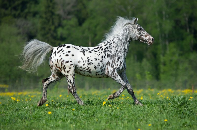 Appaloosa