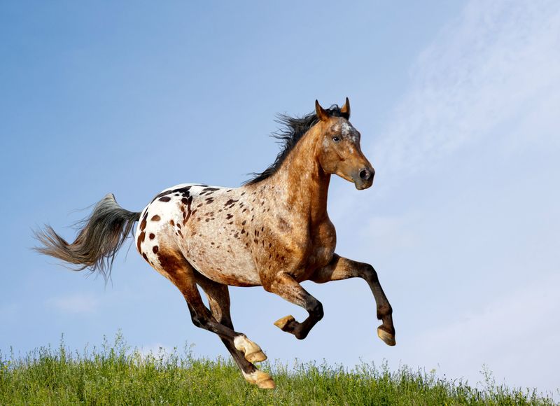 Appaloosa