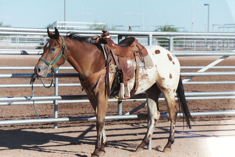 Appaloosa