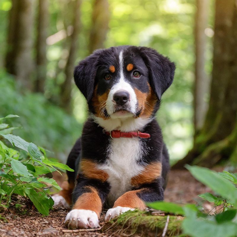 Appenzeller Sennenhund